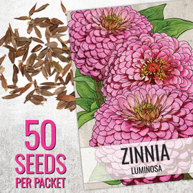 Seed Needs Cherry Queen zinnia bloom adds vibrant red color to borders