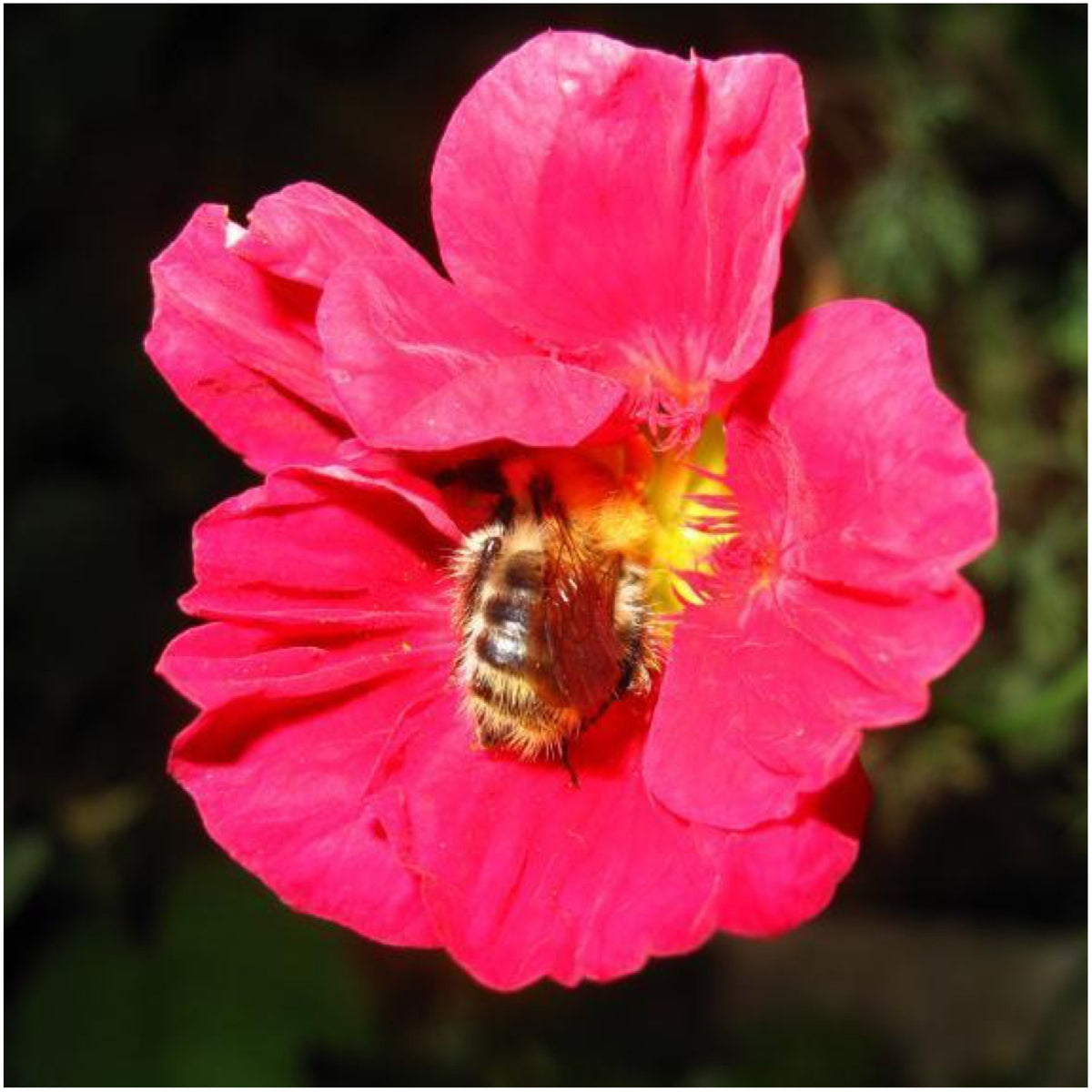Seed Needs Cherry Rose nasturtium seeds ready for direct sow in sunny beds.