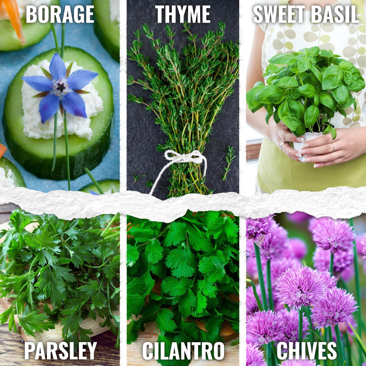 Seed Needs chives seeds pack for easy fresh garnish
