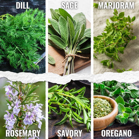 Seed Needs cilantro seeds pack for versatile cooking herbs