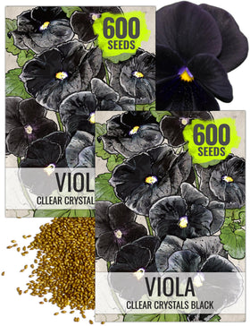 Seed Needs Clear Crystals Black Pansy bloom adds dramatic contrast for borders.