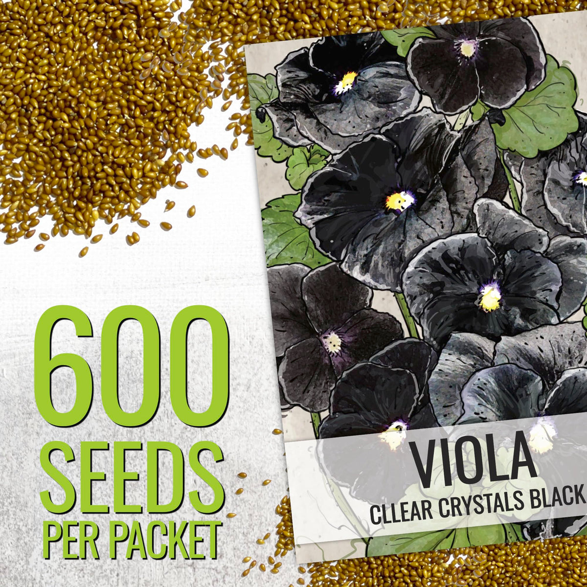 Seed Needs Clear Crystals Black Pansy container planting brings vibrant color to small gardens.