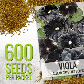 Seed Needs Clear Crystals Black Pansy container planting brings vibrant color to small gardens.