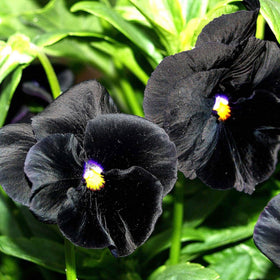 Seed Needs Clear Crystals Black Pansy dark color creates mood in arrangements.