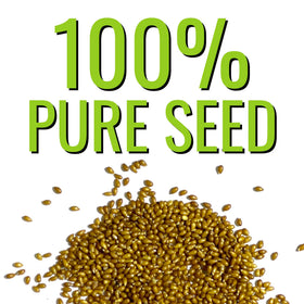 Seed Needs Clear Crystals Black Pansy garden bed accent for cool seasons.