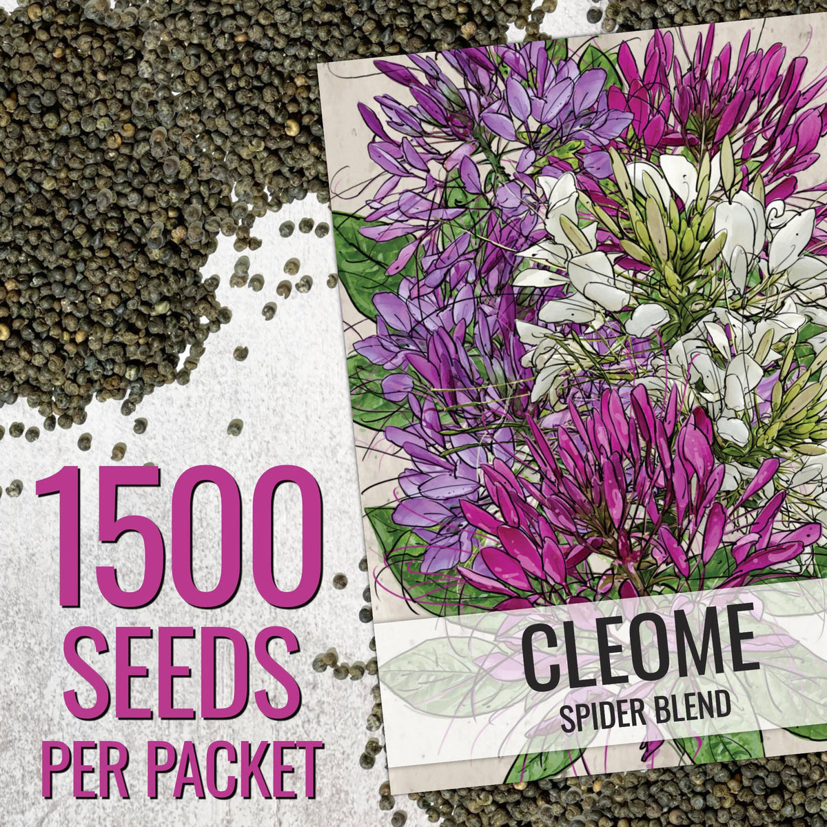 Seed Needs Cleome bloom closeup pink shows spidery flowers attracting pollinators.