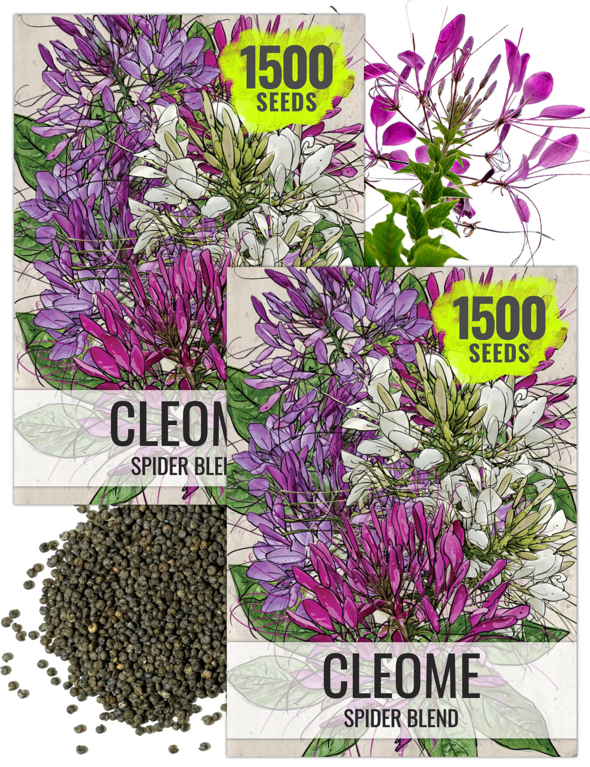 Seed Needs Cleome seed pack hero image highlights the two pack value for sharing.