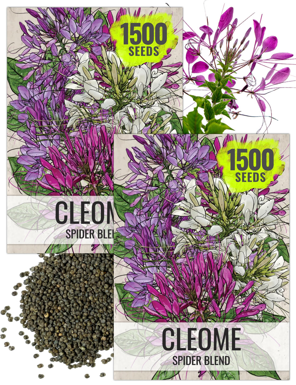 Seed Needs Cleome seed pack hero image highlights the two pack value for sharing.