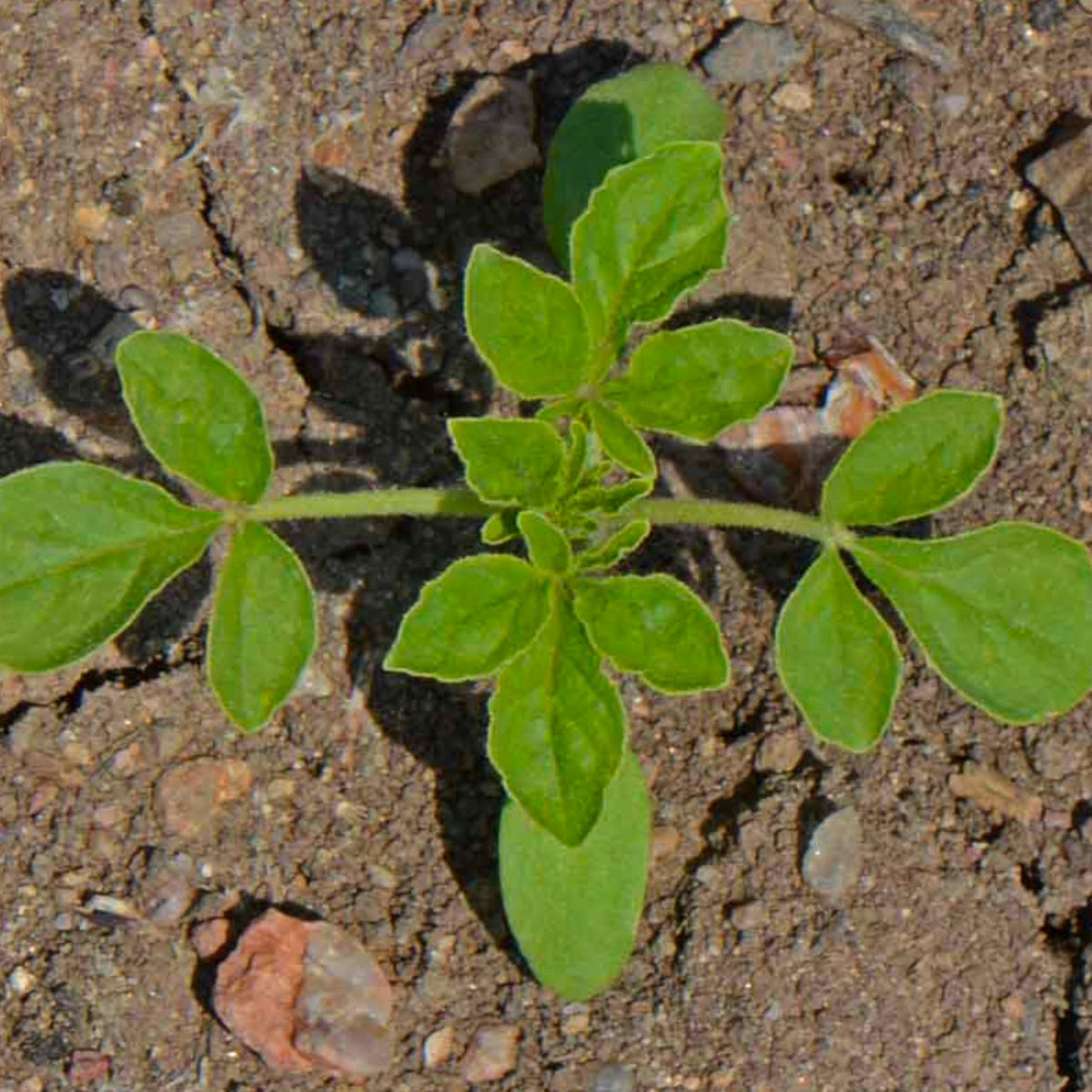 Seed Needs Cleome seed packets are moisture resistant and designed for freshness.