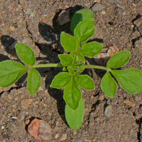 Seed Needs Cleome seed packets are moisture resistant and designed for freshness.
