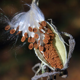 Seed Needs common milkweed seeds pack provides foliage for monarch larvae.