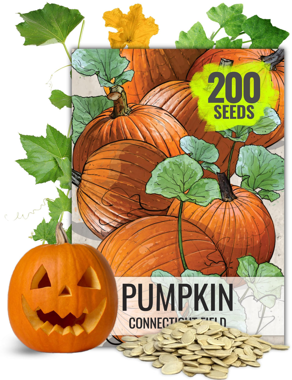 Seed Needs Connecticut Field Pumpkin seed packet for heritage planting and easy sowing