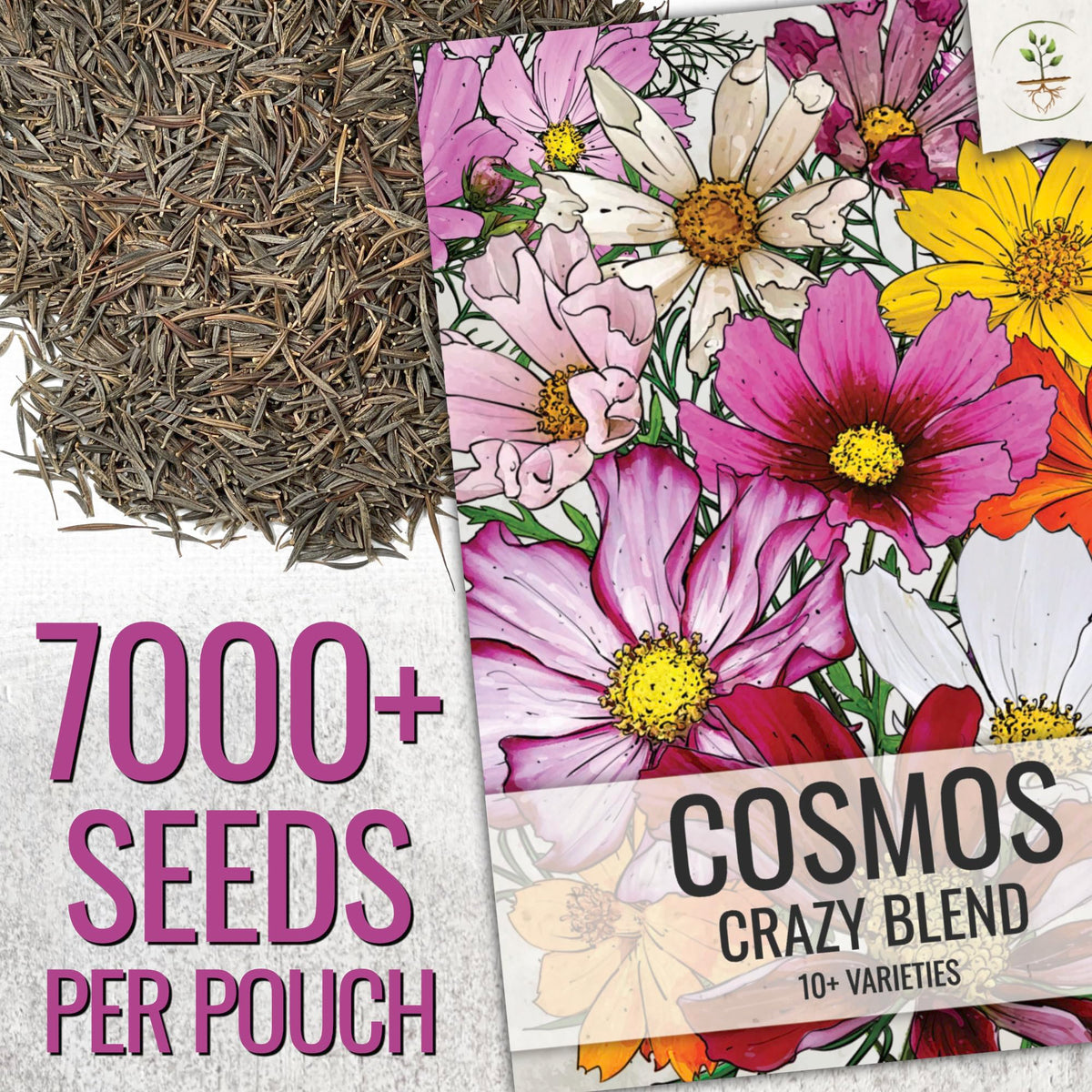 Close-up of Cosmos Crazy Blend bloom showing vibrant petals.