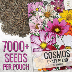 Close-up of Cosmos Crazy Blend bloom showing vibrant petals.