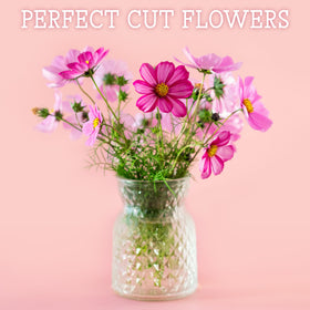 Seed Needs Cosmos Candystripe seed packet blends red and white stripes for playful garden patterns.