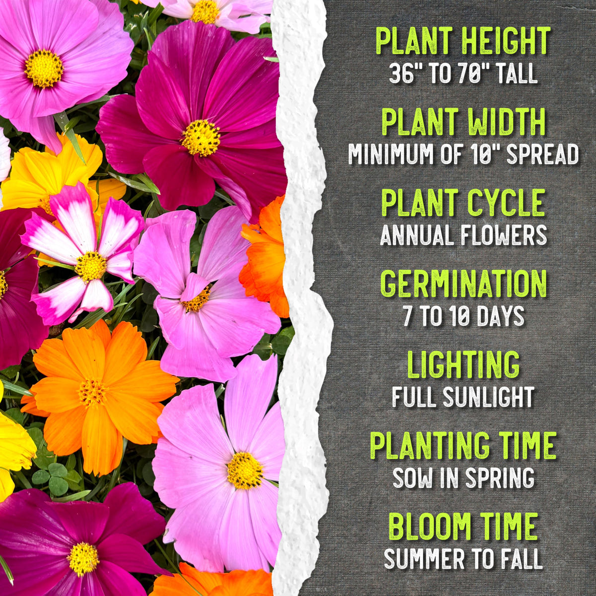 Cosmos bloom from midsummer to frost for extended color