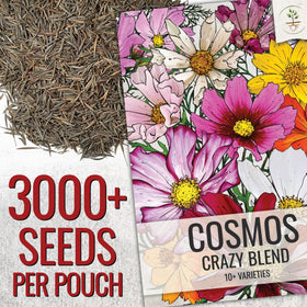 Seed Needs Cosmos Crazy Blend attracts bees and butterflies in sunlit beds