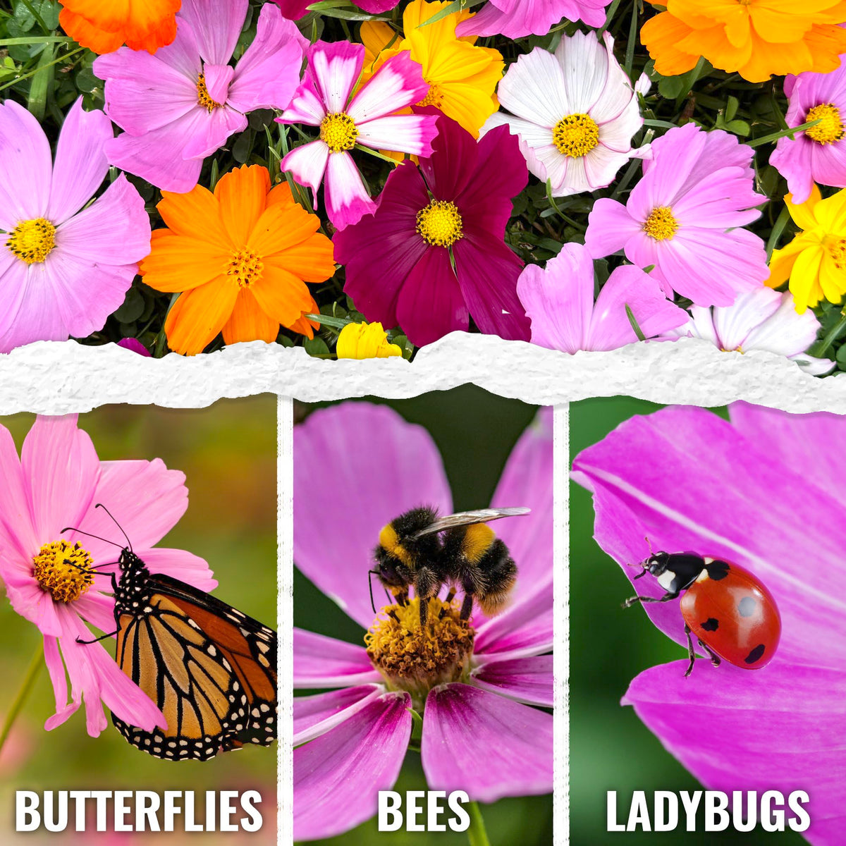 Seed Needs Cosmos Crazy Blend tall cosmos flowers brighten garden borders
