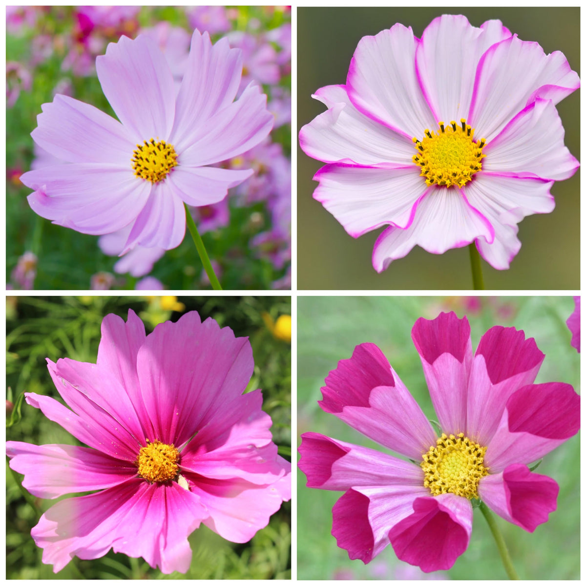 Seed Needs Cosmos Dazzler seed packet delivers high-contrast bi-color blooms for eye-catching focal points.