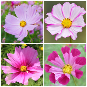 Seed Needs Cosmos Dazzler seed packet delivers high-contrast bi-color blooms for eye-catching focal points.
