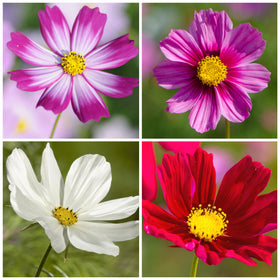 Seed Needs Cosmos Gloria seed packet features classic white-pink petals for airy garden accents.