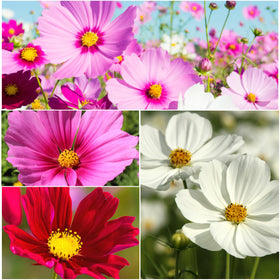 Seed Needs Cosmos Mix open-pollinated seeds promote biodiversity in your garden.