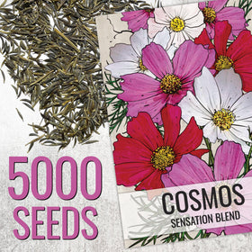 Seed Needs Cosmos Mix seed packets closeup demonstrates open-pollinated seeds for diverse gardens.