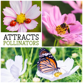 Seed Needs Cosmos Picotee seed packet offers delicate edge color for romantic flower borders.