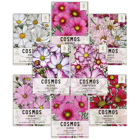 Seed Needs Cosmos Purity seed packet with open-pollinated heirloom variety for bright garden color.