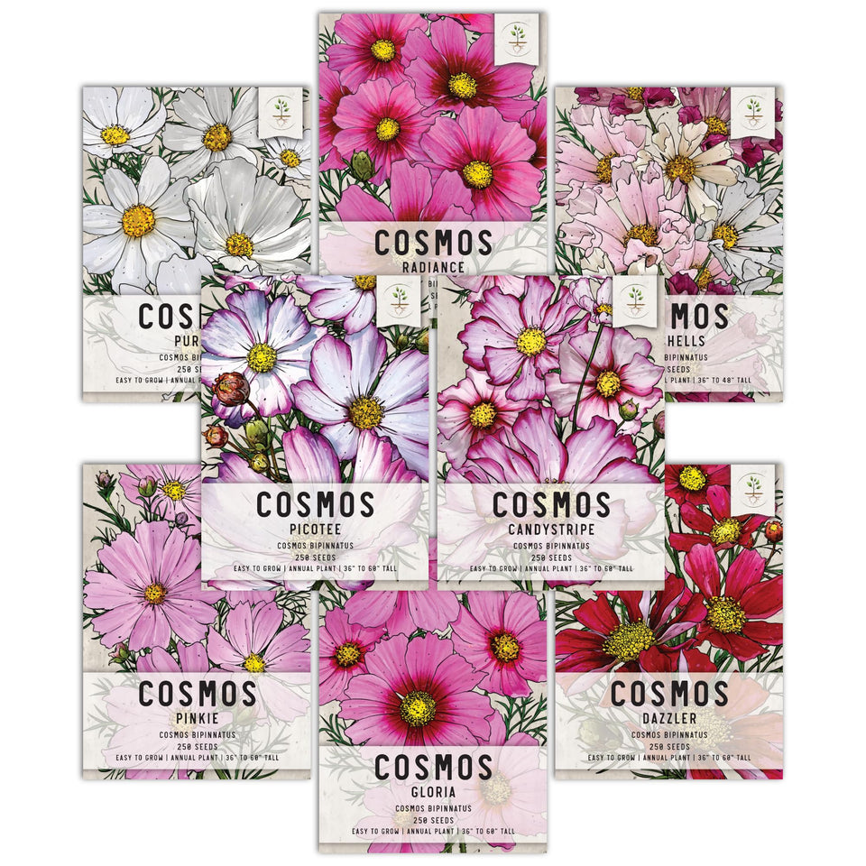 Seed Needs Cosmos Purity seed packet with open-pollinated heirloom variety for bright garden color.
