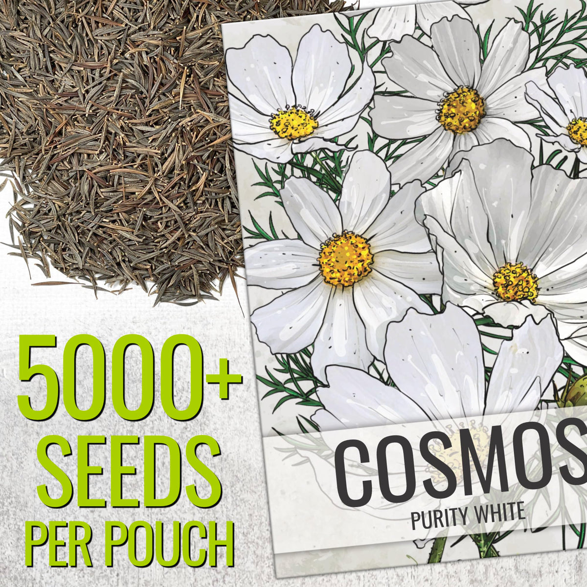 Close-up of Seed Needs Cosmos White Purity blooms for elegant border appeal.