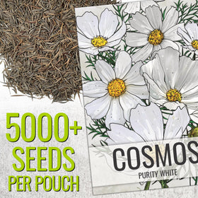 Close-up of Seed Needs Cosmos White Purity blooms for elegant border appeal.