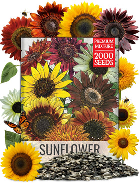 Seed Needs Crazy Blend sunflower seeds showcase vibrant multi-colored blooms for a lively garden
