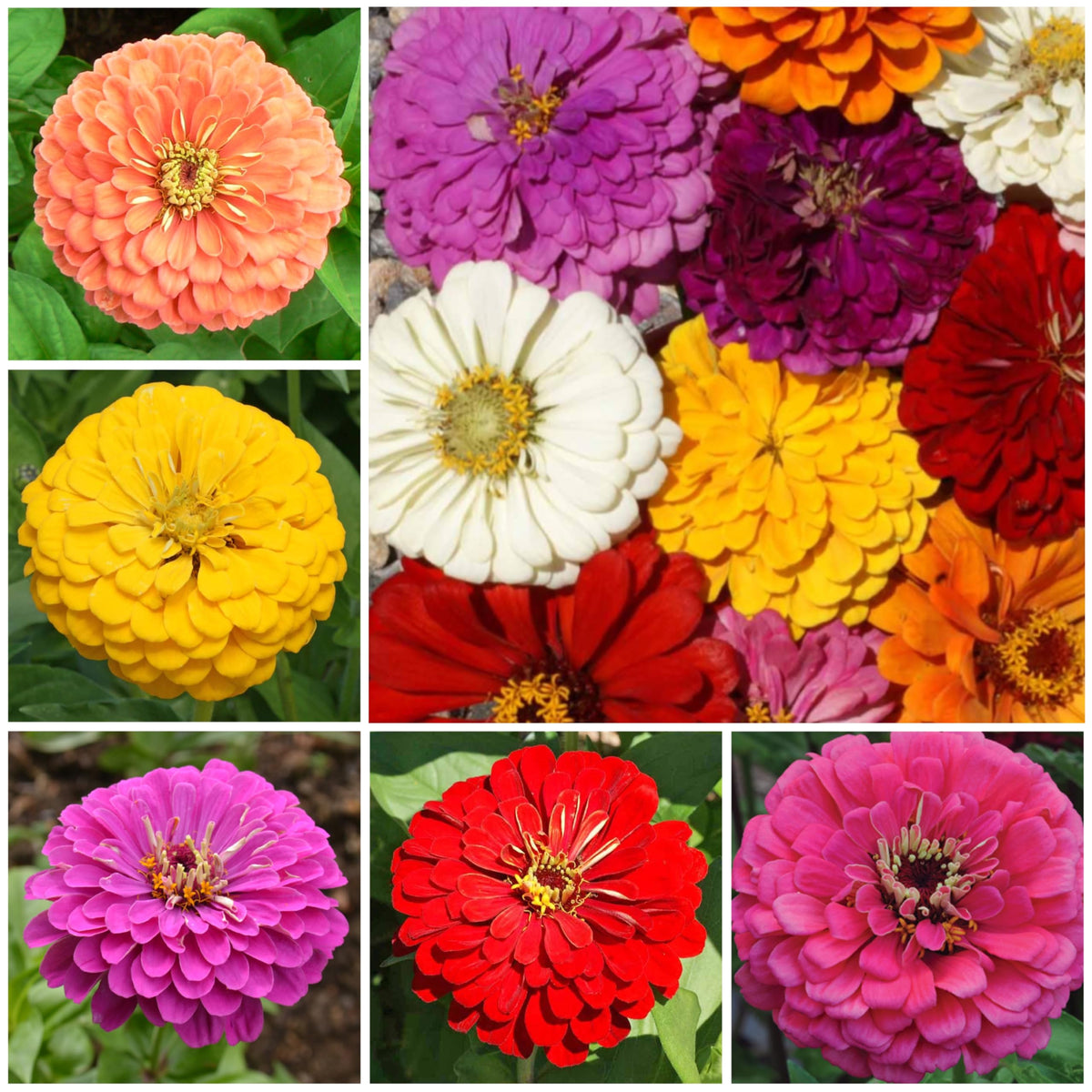 Seed Needs Cosmos, Zinnia, Sunflower, and Wildflower mixes seed packets for colorful, low-maintenance gardens.