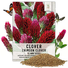 Seed Needs Crimson Clover bloom close-up attracts pollinators