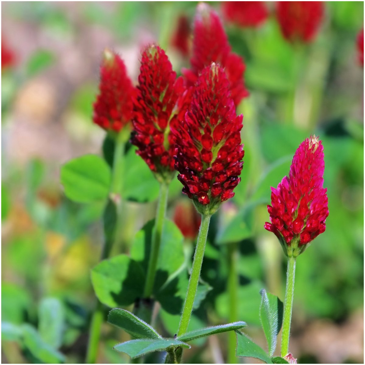Seed Needs Crimson Clover foliage close-up highlights soil enrichment and erosion control