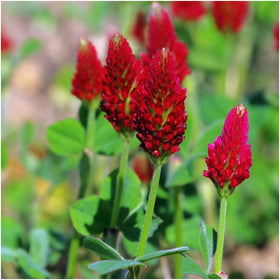 Seed Needs Crimson Clover foliage close-up highlights soil enrichment and erosion control