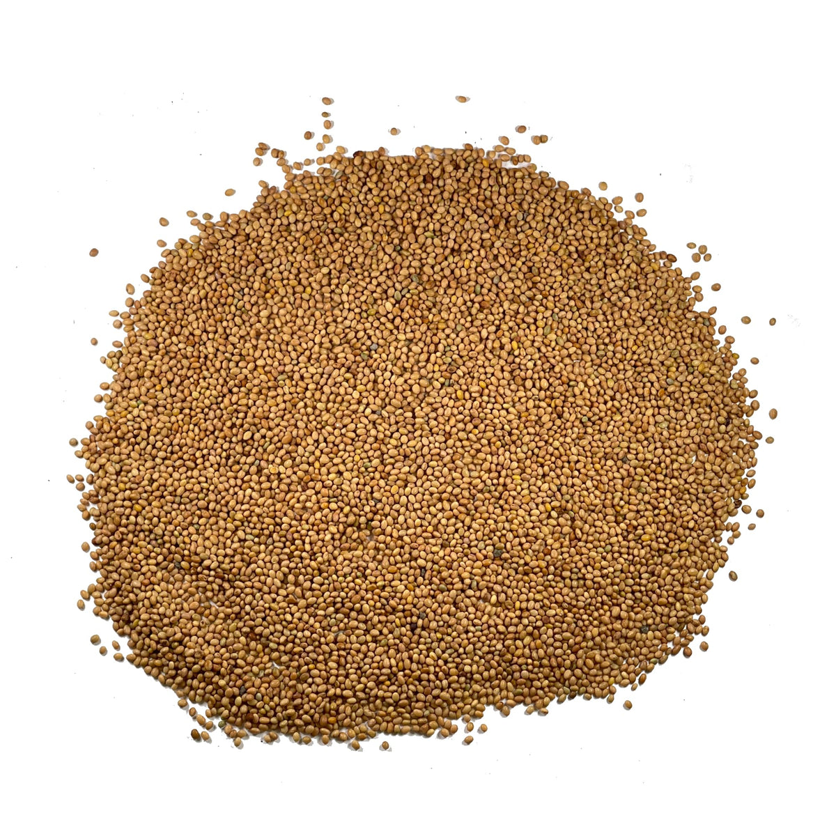 Seed Needs Crimson Clover ground cover in beds supports soil health