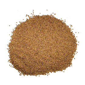 Seed Needs Crimson Clover ground cover in beds supports soil health