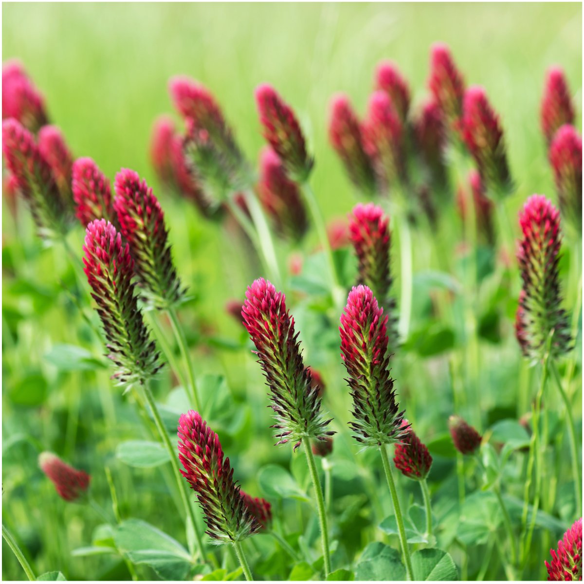 Seed Needs Crimson Clover blossoms invite pollinators in the garden