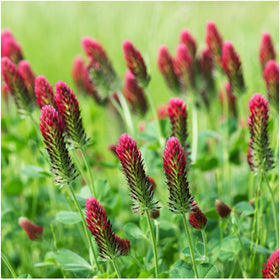 Seed Needs Crimson Clover blossoms invite pollinators in the garden
