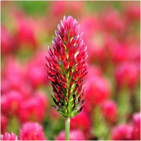 Seed Needs Crimson Clover seed pouch front ready for home sowing