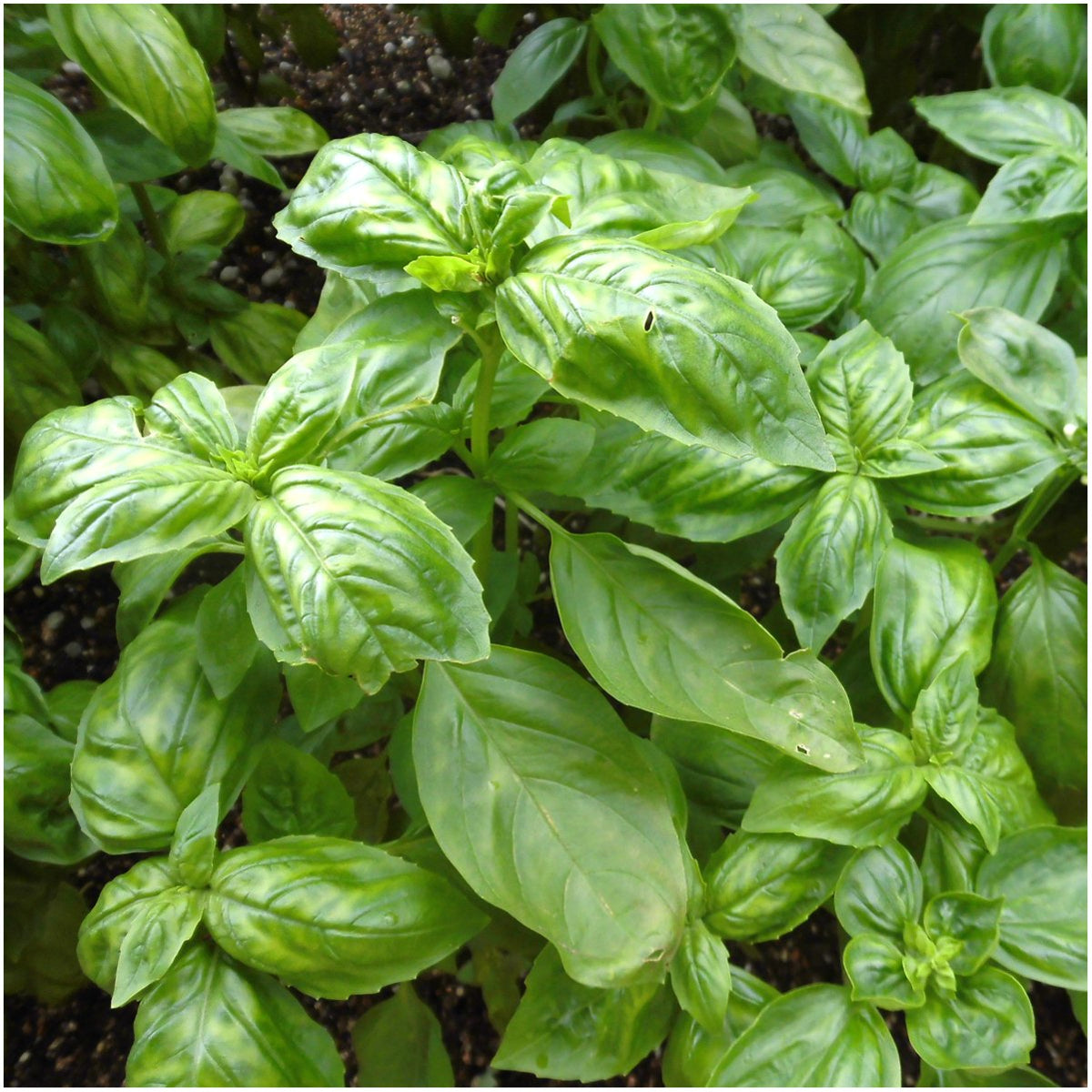 Seed Needs Culinary Basil harvest-ready plants imply quick kitchen use.
