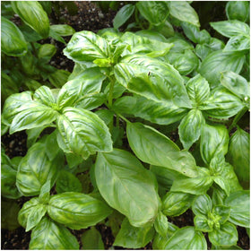 Seed Needs Culinary Basil harvest-ready plants imply quick kitchen use.