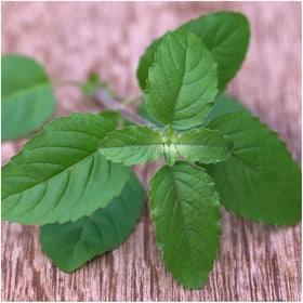 Seed Needs Culinary Basil indoor garden setup on a sunny windowsill.