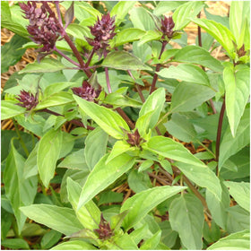 Seed Needs Culinary Basil kitchen-use image suggests versatile fresh leaves.