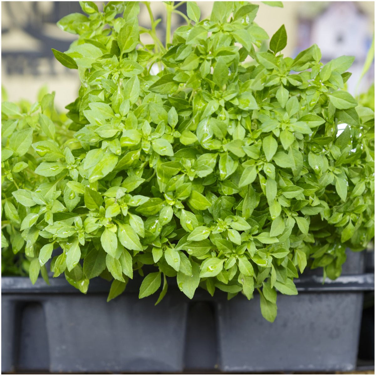 Seed Needs Culinary Basil labeled packs help organize eight varieties.