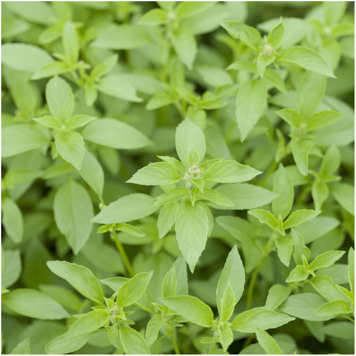 Seed Needs Culinary Basil leaf close-up showing vibrant color and aroma.