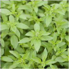 Seed Needs Culinary Basil leaf close-up showing vibrant color and aroma.