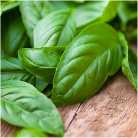 Seed Needs Culinary Basil outdoor containers demonstrating versatile planting options.